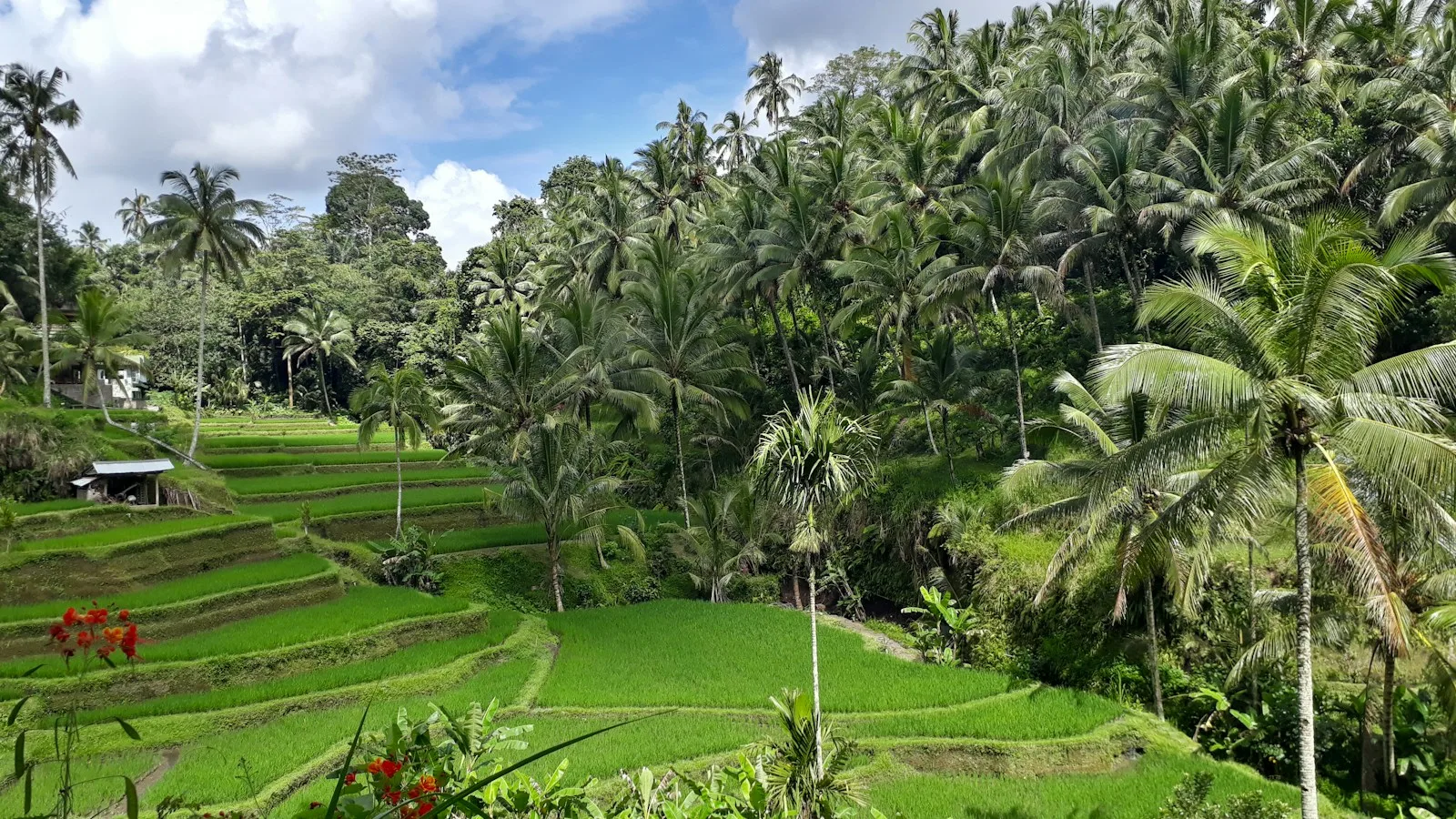 Bali, l'île des dieux et des rizières