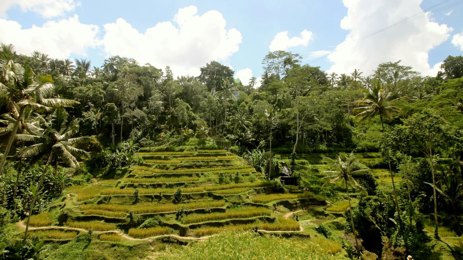 Rizières en terrasses et palmiers à Bali