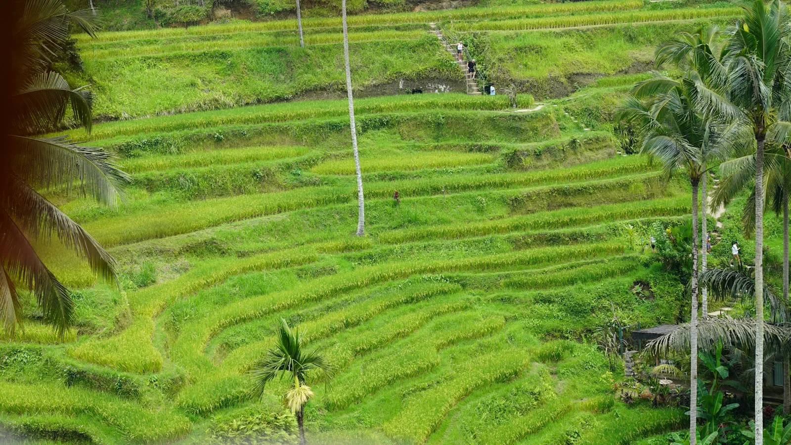 Rizières en terrasses de Tegallalang près d'Ubud à Bali, en plein jour