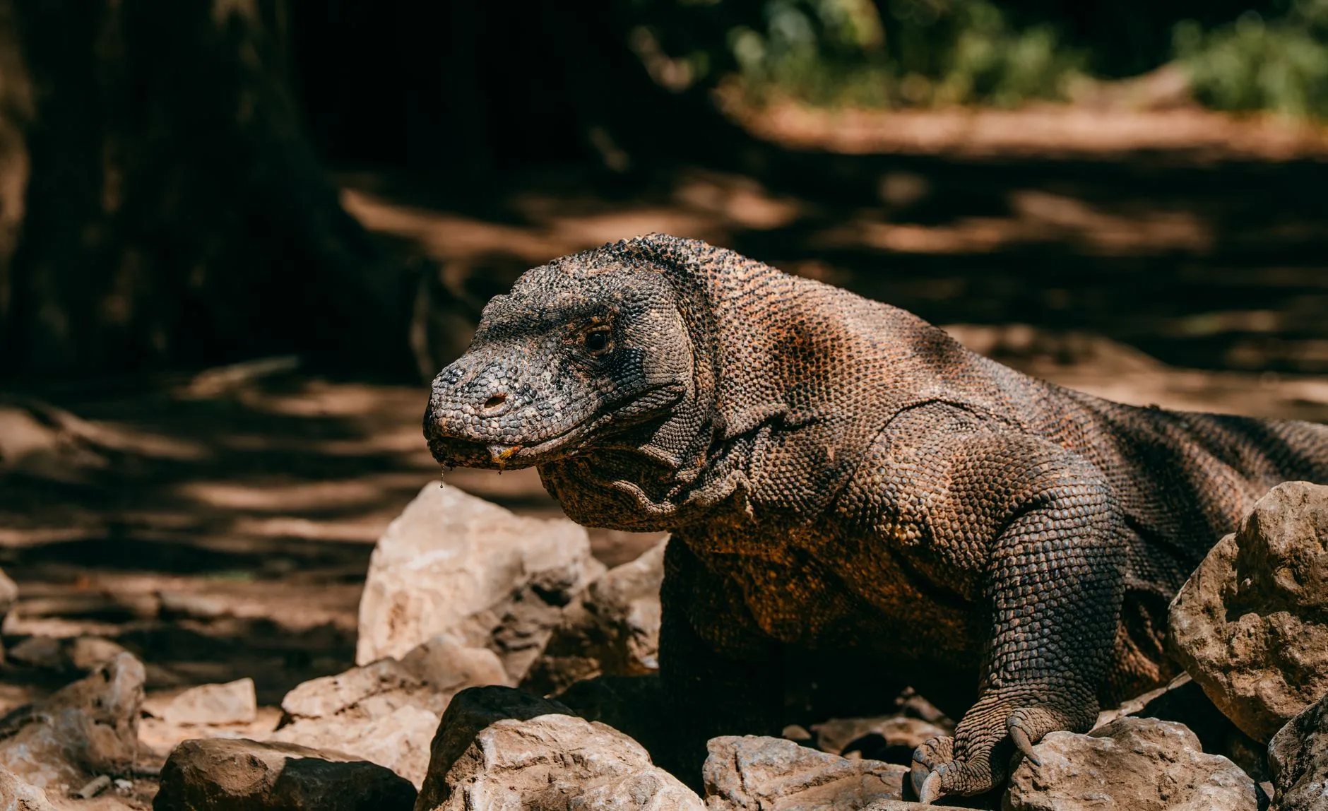 Les dragons de Komodo : Komodo ou Rinca ?